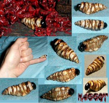 Maggot by Patraw