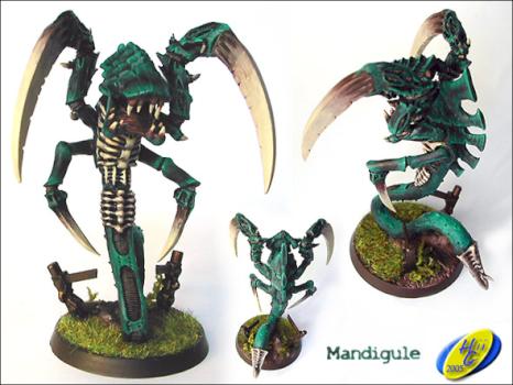 Mandigule by FW Hiigara