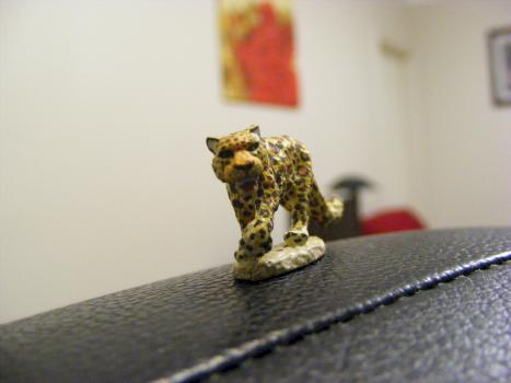 Leopard by Stillwind