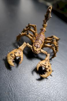 scorpion by jdmoyer