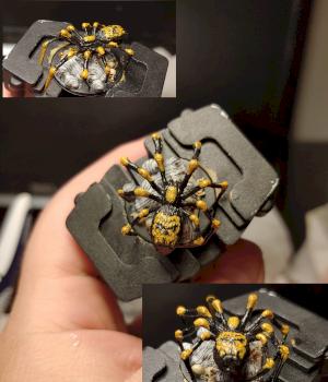 Dungeons & Dragons: Nolzur's Marvelous : Spiders by Lex_ender