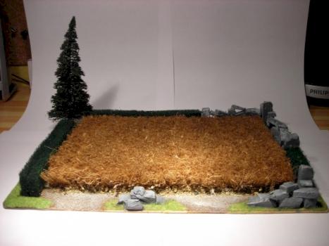 field by mushroom