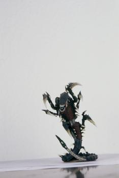 trygon by Freddy the Teddy