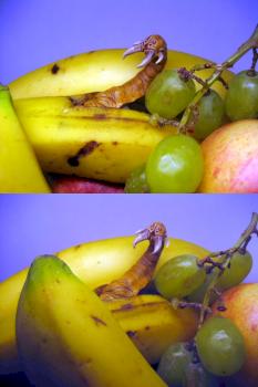 Banana Surprise by Lemminkäinen