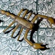 JCVV3 home cast giant Scorpion figure by JCVV3