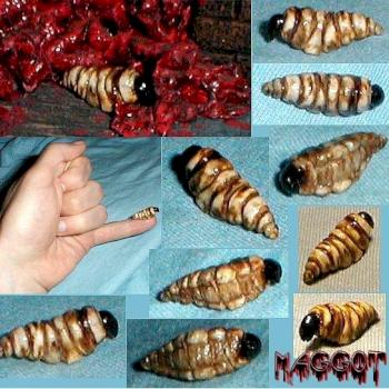Maggot by Patraw