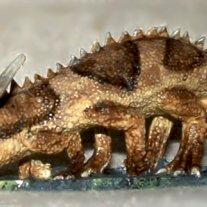 Basilisk by yarddawg