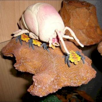 Modified Brain Bug (Mongoose Publishing) by Galatea