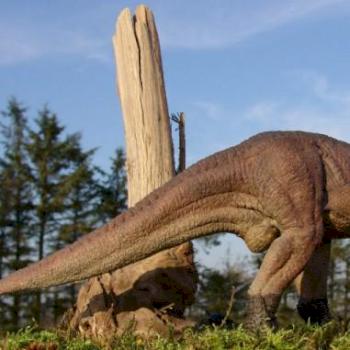 Dinosaur : Iguanodon by Gorgosaurus