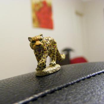 Leopard by Stillwind