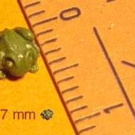 +/_ 4,7 mm frog familiar by cdukino