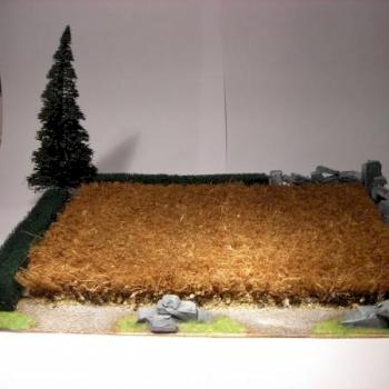 field by mushroom