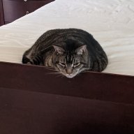 RockyBoy