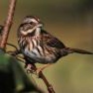 ilovesparrows
