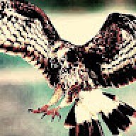 BirdEnjoyer