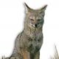 greyfox