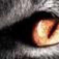 Krawall Kater