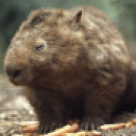 ravenwombat