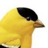 Finch
