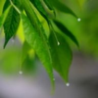 NewLeaf