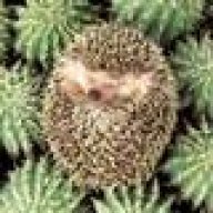 Lazy Hedgehog