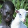 goatfarmer03