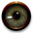 pae